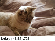 Front view of a cute beautiful Siamese breed cat on a classic brown blanket. Стоковое фото, фотограф Abakumova Ekaterina / Фотобанк Лори