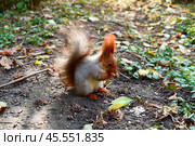 A gray squirrel in an autumn meadow eats a nut. Стоковое фото, фотограф Abakumova Ekaterina / Фотобанк Лори