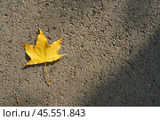 Autumn leaf colors on asphalt. View from the top. Стоковое фото, фотограф Abakumova Ekaterina / Фотобанк Лори
