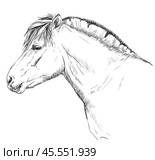 Portrait of horse head in profil (norwegian fjord pony) vector Monochrome hand drawing illustration isolated on white background. Стоковая иллюстрация, иллюстратор Алина Мелентьева / Фотобанк Лори