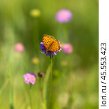 Бабочка шашечница Аталия (лат. Melitaea athalia) на луговом цветке. Стоковое фото, фотограф Олег Пученков / Фотобанк Лори