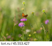 Бабочка шашечница Аталия (лат. Melitaea athalia) на луговом цветке. Стоковое фото, фотограф Олег Пученков / Фотобанк Лори