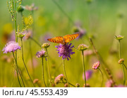 Бабочка шашечница Аталия (лат. Melitaea athalia) на луговом цветке. Стоковое фото, фотограф Олег Пученков / Фотобанк Лори