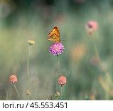 Бабочка шашечница Аталия (лат. Melitaea athalia) на луговом цветке. Стоковое фото, фотограф Олег Пученков / Фотобанк Лори