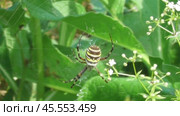 Аргиопа Брюнниха или паук-оса Argiope bruennichi. Стоковое видео, видеограф Александр Мамонтов / Фотобанк Лори