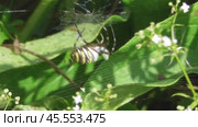 Аргиопа Брюнниха или паук-оса Argiope bruennichi. Стоковое видео, видеограф Александр Мамонтов / Фотобанк Лори