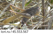 Скачок сходный, баштановый, или скачок бахчевой Platycleis affinis. Стоковое видео, видеограф Александр Мамонтов / Фотобанк Лори