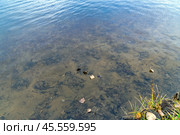 Листья падали на воду городского пруда. Стоковое фото, фотограф Валерий Иванович Клейменов / Фотобанк Лори