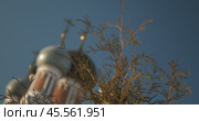 Religion. The branches of the plant against the background of the upper part of the Christian temple in disfocus. The camera is rotating. Hand held. Siberia. Стоковое видео, видеограф Сергей Медведев / Фотобанк Лори