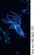 Bioluminescent sea sapphire swimming in dark ocean depths. Стоковое AI-изображение, AI-художник Юрий Поздников / Фотобанк Лори