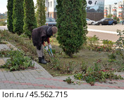Bobrov, Voronezh region, Russia, October 17, 2022:  Woman trimming rose bushes in flower bed with thujas. Редакционное фото, фотограф Алексей Антипов / Фотобанк Лори