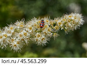 Willow-leaved spiraea (Latin Spiraea salicifolia). Close-up of a Trichodes apiarius beetle on a flowering inflorescence of willow-leaved spirea on a background of green foliage. Стоковое фото, фотограф Андрей Жигальцов / Фотобанк Лори