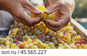 Winemaker harvesting grapes in vineyard for wine production. Стоковое AI-видео, аниматор Юрий Поздников / Фотобанк Лори