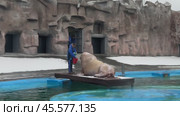 Выступление (кормление) моржа в бассейне Ижевского зоопарка Удмуртия. Редакционное видео, видеограф Оксана Шведкова / Фотобанк Лори