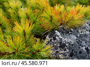 Кедровый стланик (Pinus pumila) и камень, поросший лишайником. Дикие растения Сибири и Дальнего Востока России. Красивый природный фон. Крупный план. Стоковое фото, фотограф Андрей Степанов / Фотобанк Лори