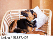 A brown and black Herding dog standing in a living room. Стоковое фото, фотограф Аксенова Вера / Фотобанк Лори