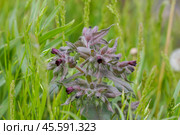 Meadow medicinal plant Nonea pulla in nature. Стоковое фото, фотограф Александр Прошкин / Фотобанк Лори