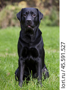 Black labrador sitting on green grass. Стоковое фото, фотограф Дмитрий Киселёв / Фотобанк Лори