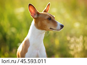 Chestnut-eared dog looking somewhere. Стоковое фото, фотограф Дмитрий Киселёв / Фотобанк Лори