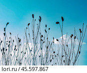 Silhouettes of Sanguisorba officinalis against a blue summer. Стоковое фото, фотограф Ринат Файзуллин / Фотобанк Лори