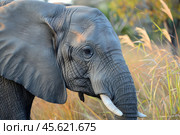 Large african elephant showing wrinkled skin and tusks in natural habitat. Стоковое AI-изображение, AI-художник Иван Рябоконь / Фотобанк Лори