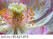 Extreme close up of stigma, stamen, and petals creating stunning floral portrait. Стоковое AI-изображение, AI-художник Иван Рябоконь / Фотобанк Лори