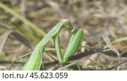 Богомол обыкновенный или богомол религиозный Mantis religiosa. Стоковое видео, видеограф Александр Мамонтов / Фотобанк Лори
