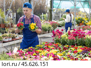 Salesman changes arrangement of pots with primrose and improves appearance of window. Стоковое фото, фотограф Яков Филимонов / Фотобанк Лори
