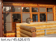 Кошка не хочет фотографироваться. Стоковое фото, фотограф Дмитрий Николаев / Фотобанк Лори