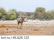 Взрослый самец антилопы куду (tragelaphus strepsiceros) идёт по африканской саванне на фоне леса (2015 год). Стоковое фото, фотограф Анна Ефимова / Фотобанк Лори