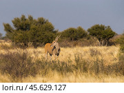Антилопа канна (Taurotragus oryx) стоит среди высокой травы и деревьев в пустыне Калахари в Намибии (2014 год). Стоковое фото, фотограф Анна Ефимова / Фотобанк Лори