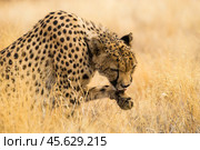 Гепард (Acinonyx jubatus) лижет лапу сидя в сухой жёлтой траве, портрет крупным планом. Стоковое фото, фотограф Анна Ефимова / Фотобанк Лори