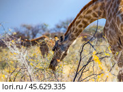 Жираф (Giraffa camelopardalis) ест цветы акации в африканском буше в сухой сезон (2014 год). Стоковое фото, фотограф Анна Ефимова / Фотобанк Лори