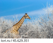 Жираф (Giraffa camelopardalis) стоит среди пыльных сухих веток деревьев на фоне голубого неба, вид сбоку (2015 год). Стоковое фото, фотограф Анна Ефимова / Фотобанк Лори