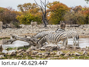 Бурчелловы, или саванные, зебры (Equus quagga) пьют на водопое Гоас в национальном парке Этоша в Намибии (2015 год). Редакционное фото, фотограф Анна Ефимова / Фотобанк Лори