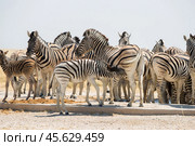 Табун саванных зебр (Equus quagga) в саванне во время сухого сезона. Мать с жеребенком и другие животные  стоят. Зима в Намибии, Африка. (2014 год). Стоковое фото, фотограф Анна Ефимова / Фотобанк Лори