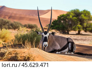 Орикс (Oryx gazella), лежащий в тени на песке в пустыне Намиб в Намибии (2014 год). Стоковое фото, фотограф Анна Ефимова / Фотобанк Лори