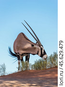 Антилопа орикс (Oryx gazella) кормится в пустыне в Намибии на фоне голубого неба (2014 год). Стоковое фото, фотограф Анна Ефимова / Фотобанк Лори