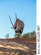 Антилопа орикс (Oryx gazella) ест листья кустарника в пустыне в Намибии на фоне голубого неба (2014 год). Стоковое фото, фотограф Анна Ефимова / Фотобанк Лори