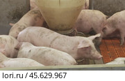 Piglets that are automatically fed on a pig farm. Стоковое видео, видеограф Андрей Шалари / Фотобанк Лори