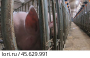 Piglets that are automatically fed on a pig farm. Стоковое видео, видеограф Андрей Шалари / Фотобанк Лори