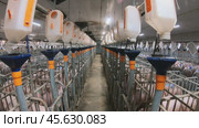 Piglets that are automatically fed on a pig farm. Стоковое видео, видеограф Андрей Шалари / Фотобанк Лори