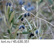 Ripe fruits of the olive tree. Стоковое фото, фотограф Irina Opachevsky / Фотобанк Лори
