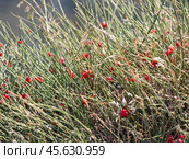 Ephedra shrub with ripe red berries evergreen plant with reduced leaves and medicinal properties. Стоковое фото, фотограф Фотограф / Фотобанк Лори