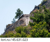 Olive tree branches with sea in the background. Стоковое фото, фотограф Фотограф / Фотобанк Лори