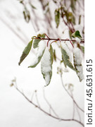 Cornus alba Argenteomarginata, Cornaceae, white and green leaves. Deren Argenteomarginata covered with snow, close-up. Стоковое фото, фотограф Татьяна Васильева / Фотобанк Лори