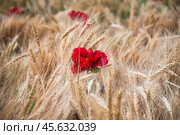 Алые маки в колосьях пшеницы. Стоковое фото, фотограф Алёшина Оксана / Фотобанк Лори
