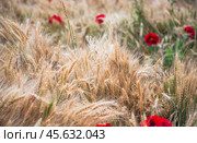 Колосья разных сортов пшеницы и алые маки в поле. Стоковое фото, фотограф Алёшина Оксана / Фотобанк Лори