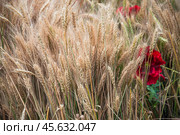 Колосья пшеницы и алые маки. Стоковое фото, фотограф Алёшина Оксана / Фотобанк Лори