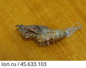 Куколка бабочки Цетозия библис (Cethosia biblis) Стоковое фото, фотограф Василий Быстрицкий / Фотобанк Лори